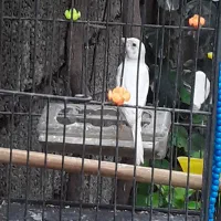 قناری نر سفید بلند....|پرنده|آمل, |دیوار