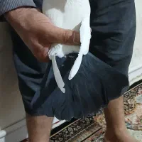 کفتر ماده دم زغالی مهر بازی دار وپرشی