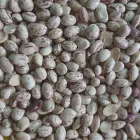 فروش لوبیا به صورت عمده|خوردنی و آشامیدنی|قم, جوی شور|دیوار