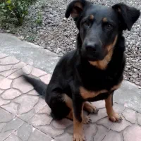 ژرمن ورک( نگهبان، بسیار قدرتمند و باهوش)