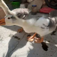 تخم غاز اتوام