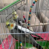 دو عدد عروس هلندی نر سخنگو