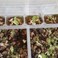 پک 5 عددی حلزون. مناسب پوست|خزنده|مشهد, ادیب نیشابوری (شهرک غرب)|دیوار