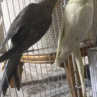 فروش یک جفت عروس هلندی مولد با قفس و لانه|پرنده|لامرد, |دیوار