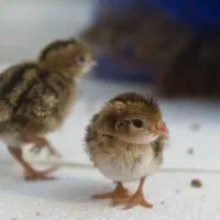 پرورش بلدرچین بالغ و جوجه و تخم بلدرچین