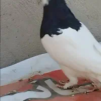 کفتر سینه وطوقی|پرنده|داراب, |دیوار