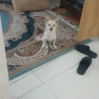 اشپیتز اموزش دیده با شناسنامه یا معاوظه بااکواریوم