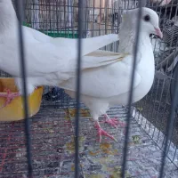 کبوتر|پرنده|سردشت, |دیوار