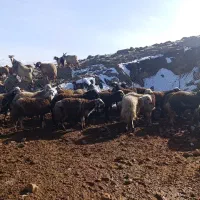 بره نره افشار