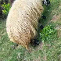 گوسفند قسیر
