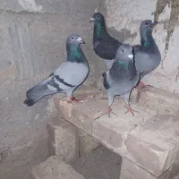 دو جفت نروماده