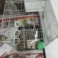 طوطی ملنگو|پرنده|اصفهان, شمس آباد|دیوار