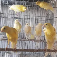 قناری یسر بالغ تعداد محدود|پرنده|قزوین, |دیوار