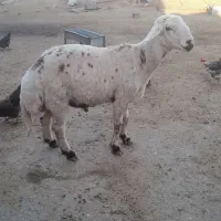 گوسفند نر پلنگی تخمی