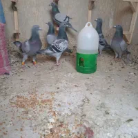 سه جفت عتیقه سبز و کوهی|پرنده|شیراز, حجت آباد|دیوار