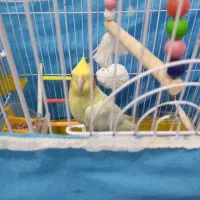 عروس هلندی ماده ۲ ساله