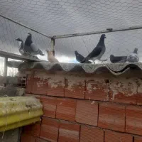 کبوتر دوبر|پرنده|اردبیل, |دیوار