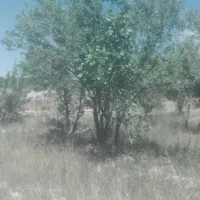 فروش باغ گردوو بادام حوالی غرق آباد|فروش دفتر صنعتی، کشاورزی، تجاری|نوبران, |دیوار