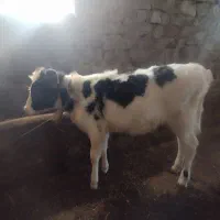 دوتا گوساله دورگه یکی نر یکی ماده چهار ماهه|حیوانات مزرعه|هوراند, |دیوار