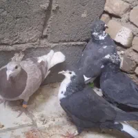 کبوتر|پرنده|تربت جام, جامرود|دیوار
