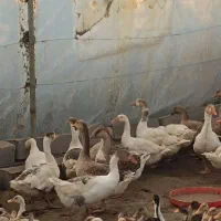 غاز
