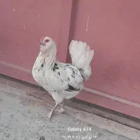 مرغ گلین|حیوانات مزرعه|سرپل ذهاب, |دیوار