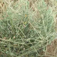 فروش  یونجه|حیوانات مزرعه|زنجانرود, |دیوار