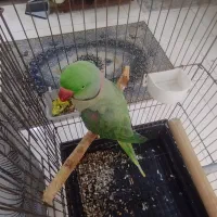 شاه طوطی اسکندر