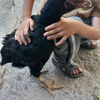 لاری|حیوانات مزرعه|مرند, |دیوار