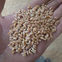 فروش یک تن گندم امید