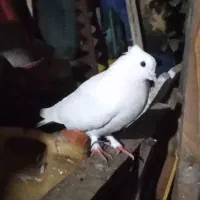 یک جفت کبوتر کاکولی|پرنده|لشت نشا, |دیوار