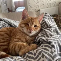 واگذاری گربه رایگان