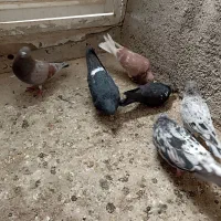 کفتر کبوتر|پرنده|گلستان (تهران), |دیوار