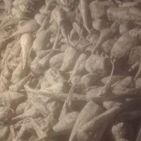 یک تن چغندر فروش فوری