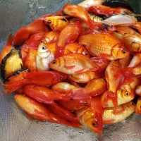 ماهی گلدفیش و قرمز شب عید