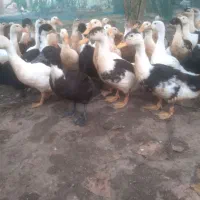 نوشت شکار زنده|پرنده|رشت, بازار|دیوار