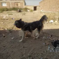 سگ هاسکی چشم تابه تا|سگ|ایلخچی, |دیوار