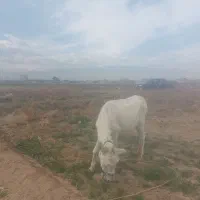 الاغ ماده گله ای