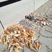 صدف دریایی|کلکسیون و سرگرمی|مشهد, تربیت (صدف)|دیوار