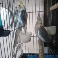یک جفت عروس هلندی مولد سخنگو