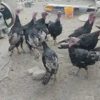 بو قلمون محلی|پرنده|دلبران, |دیوار