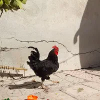 خروس مشکی جوان|پرنده|سلفچگان, |دیوار