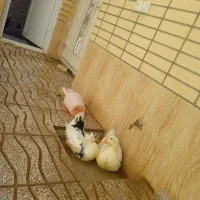 اردک|حیوانات مزرعه|شهرضا, |دیوار