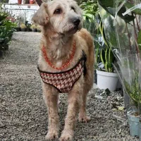 تریر سالم جوان