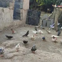 کبوترپرشی‌
