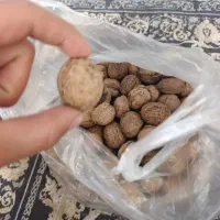 گردو