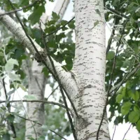 فروش درخت صنوبر سیاه