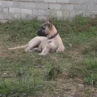 سرابی|سگ|اصفهان, نقش جهان|دیوار