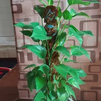 رشد انفجاری پتوس