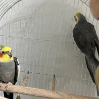 فروش عروس هلندی|پرنده|لاهیجان, قیام|دیوار